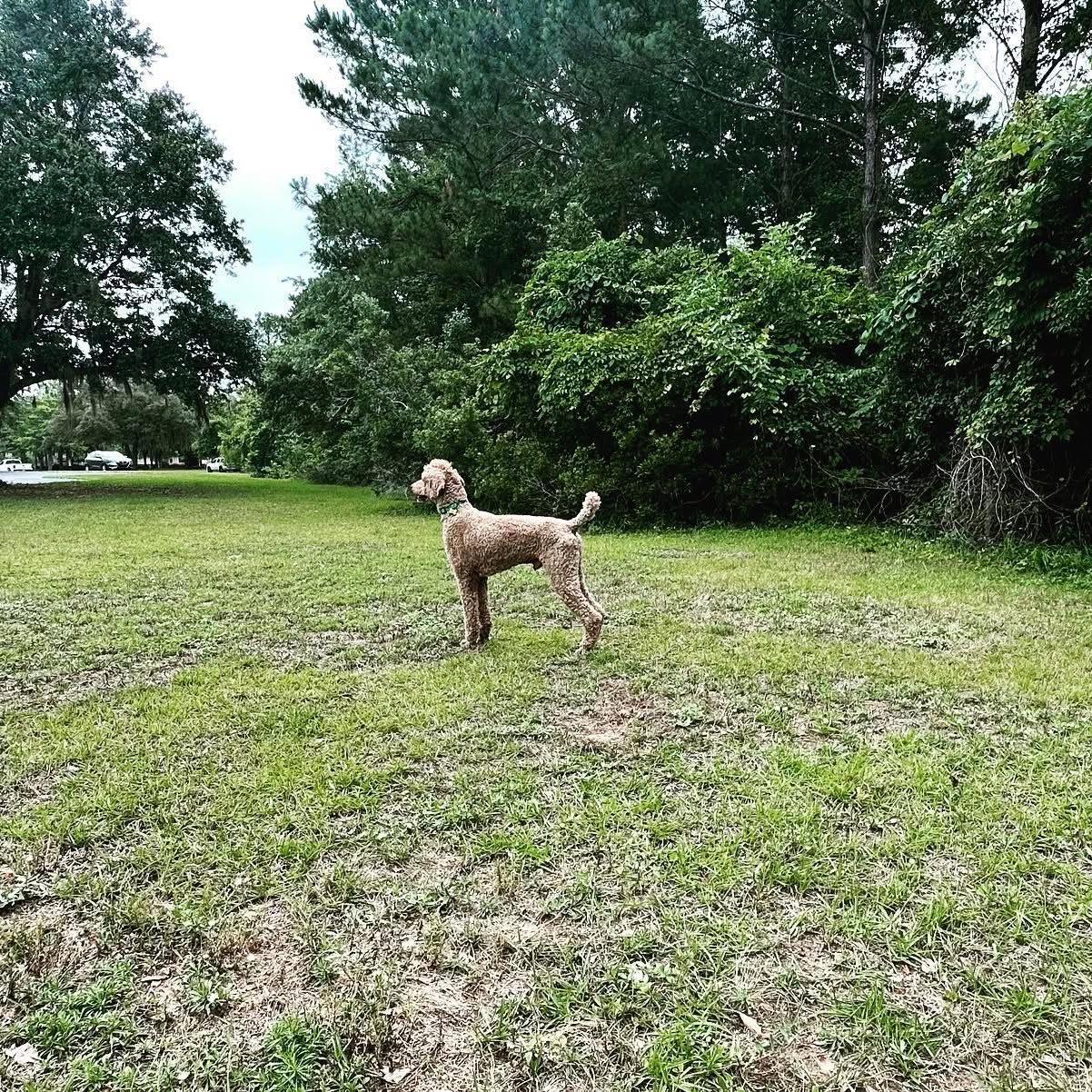 Dog working in a field