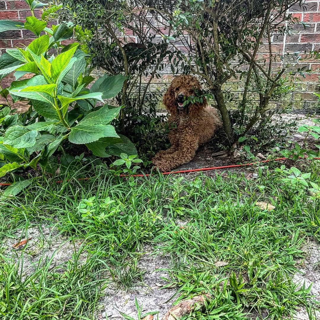 Client dog in a garden setting