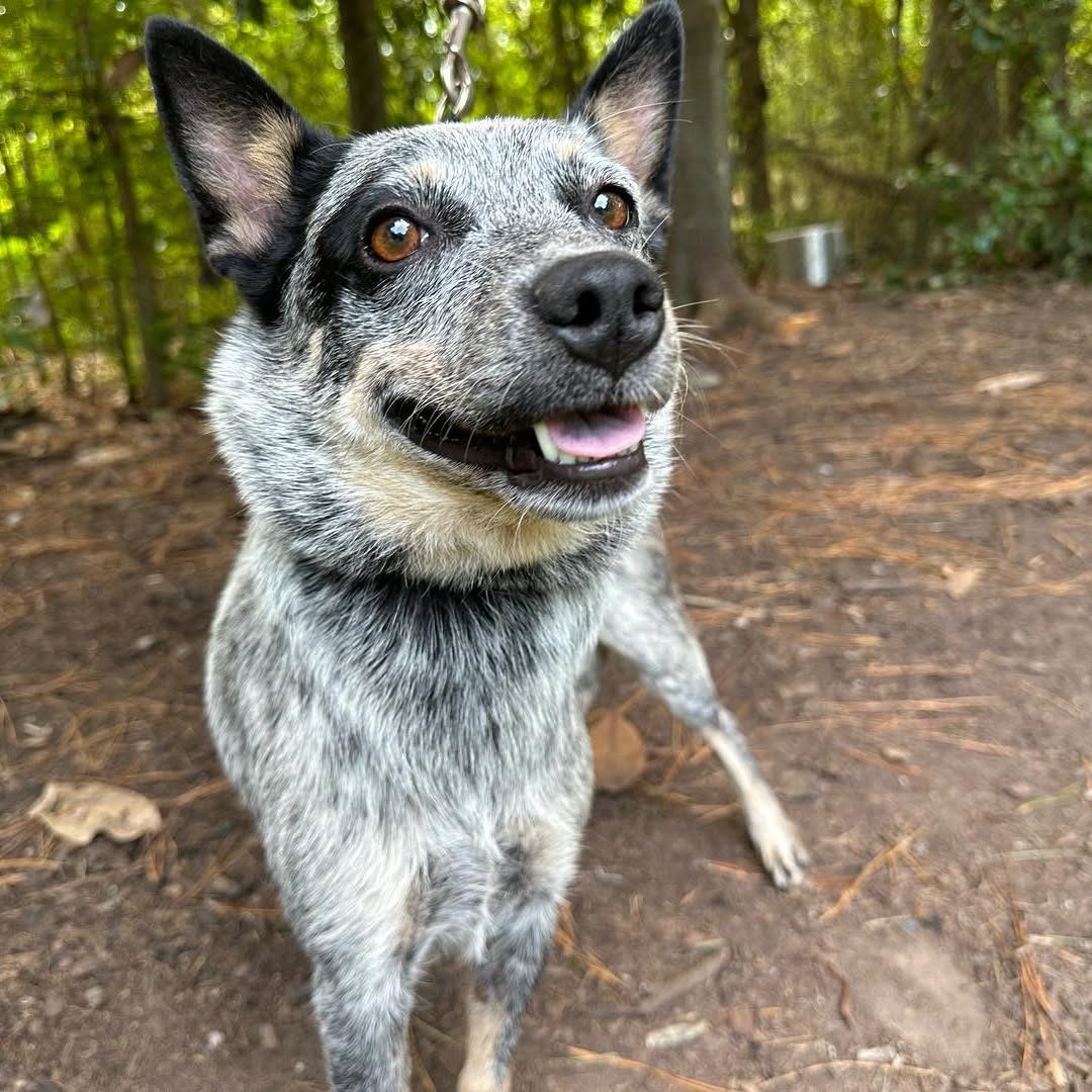 Blue heeler portrait