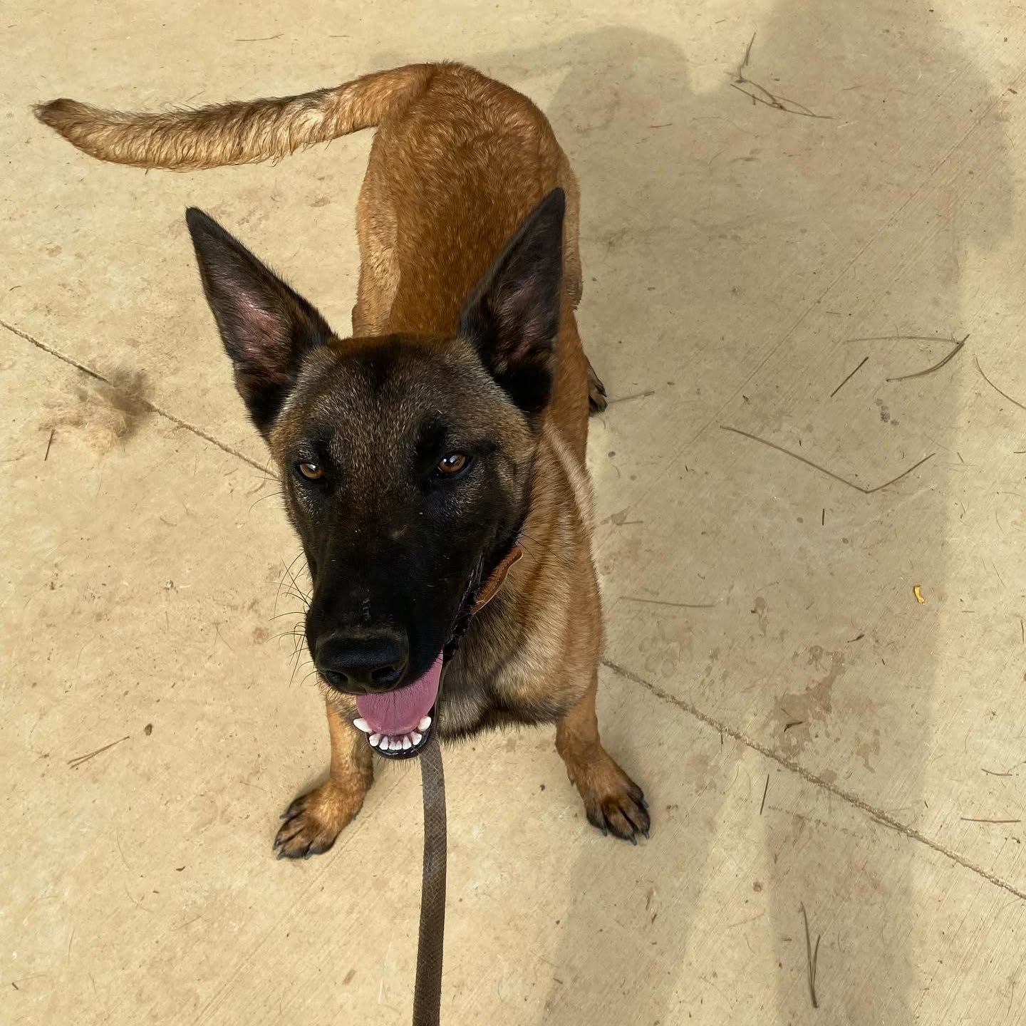 Malinois in a calm sit